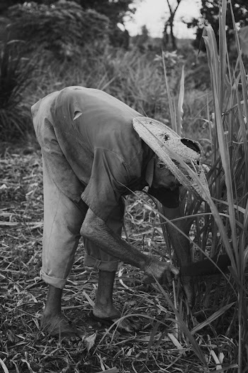 Man Harvesting Sugarcanes