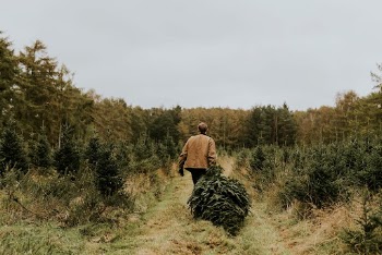 Man hauling a Christmas tree | Free Photo - rawpixel
