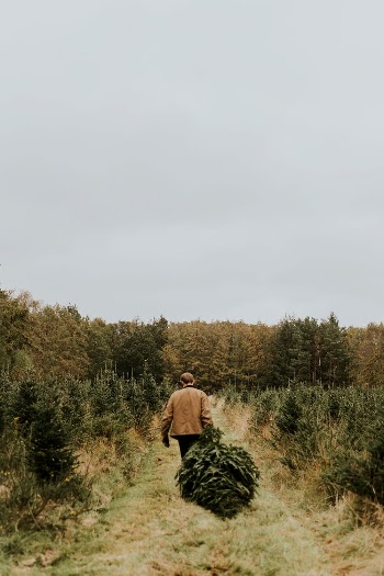 Man hauling a Christmas tree | Free Photo - rawpixel