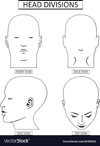 Man head divisions scheme vector image