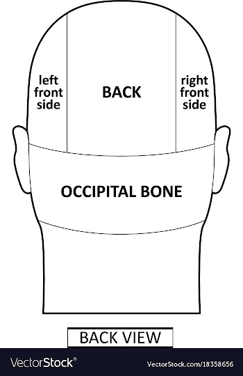 Man head divisions scheme vector image