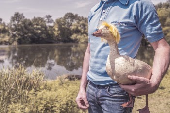 Man Holding Goose Free Photo 