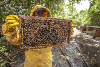 Man Holding Honey Comb