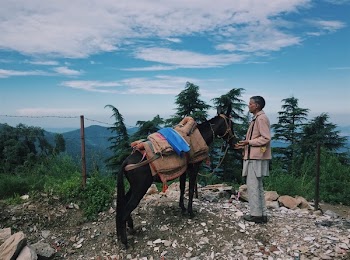 Man Holding Rope to Horse
