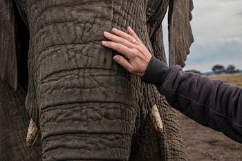 Man in Black Jacket Holding Elephant Under White Sky during Daytime