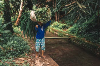 Man in Blue Long-sleeved Shirt and White and Green Floral Shorts Carrying Green Plants