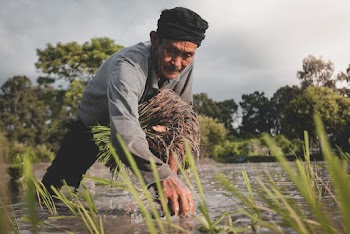 Man In Grey Long Sleeved Shirt Planting Rice