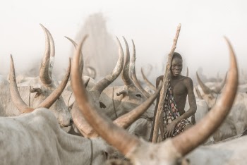 Man in Herd of Cattle