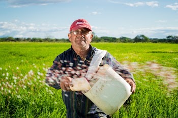 Man in Red Fitted Cap in Green High Grass during Daytime