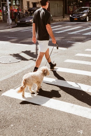 Man in Red T-shirt and Brown Shorts Walking With White and Brown Long Coated Small · Free Stock Photo