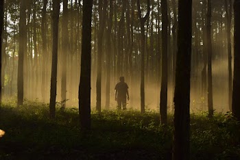 Man In The Middle Of Tall Trees