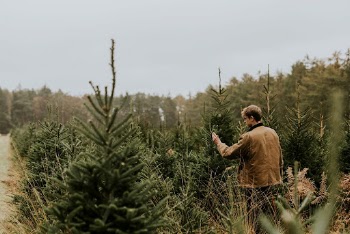 Man inspecting Christmas tree leaves | Free Photo - rawpixel