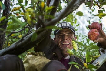 Man On A Tree Holding Apples