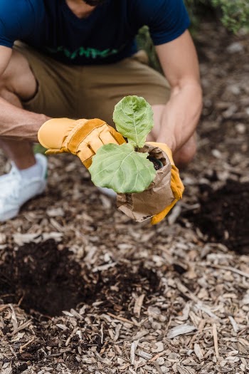 man plant leaf outdoors