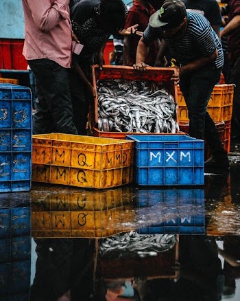 man pouring raw fish on to empty crates
