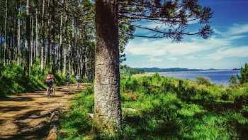 Man Riding Bike on Dirt Road Near Green Grass and Tree Under Cloudy Sky during Daytime