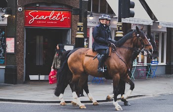 Man Riding on Brown Horse