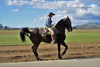 Man Riding on Brown Horse Under Blue and White Cloudy Sky