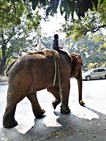 Man Riding on Gray Elephant Near Trees