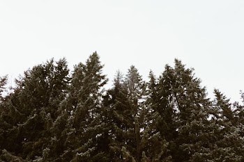 man's eye view of forest trees