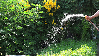 Man's hand watering plants with hose in the garden, 4k, UHD Stock ...