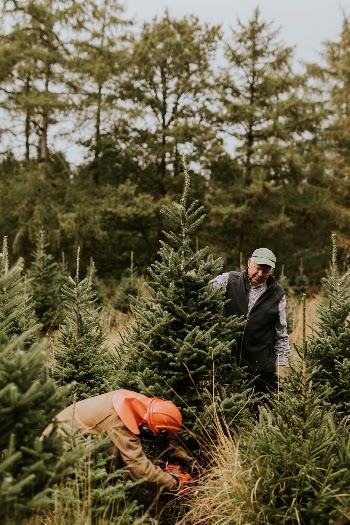 Man sawing a Christmas tree | Free Photo - rawpixel