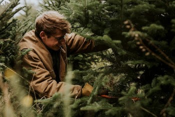 Man sawing a Christmas tree | Free Photo - rawpixel
