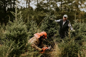 Man sawing a Christmas tree | Free Photo - rawpixel