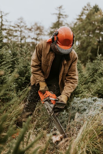 Man sawing a Christmas tree | Free Photo - rawpixel