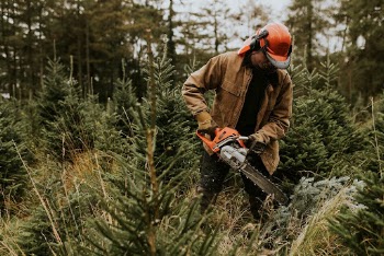 Man sawing a Christmas tree | Free Photo - rawpixel