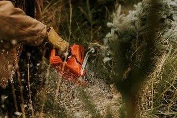 Man sawing a Christmas tree | Free Photo - rawpixel