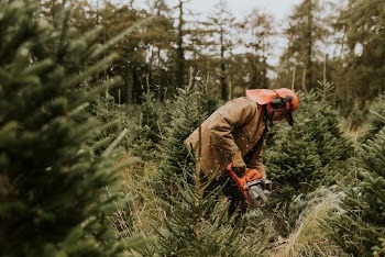 Man sawing a Christmas tree | Free Photo - rawpixel