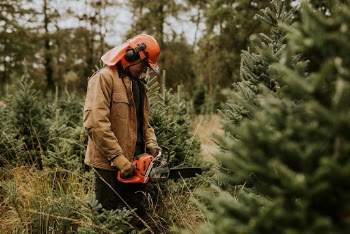 Man sawing a Christmas tree | Free Photo - rawpixel