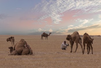 Man Sitting Near Four Camels