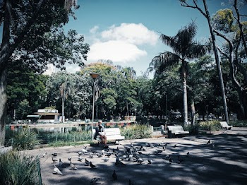 Man Sitting on Bench Near Birds
