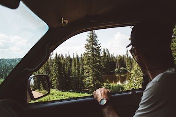 man sitting on passenger seat looking at pine tree