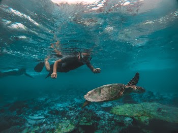 Man Snorkeling While Looking at Ocean Turtle
