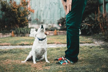 Man Standing Beside Dog On Green Grass 