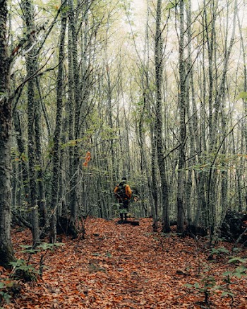 Man Standing in the Forest