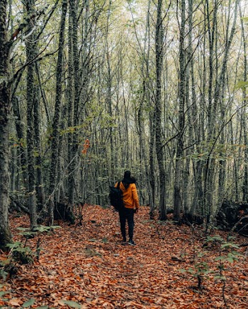 Man Standing in the Middle Of A Forest