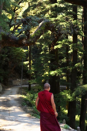 Man Standing Near Trees