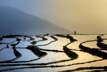 Man Standing On Crops