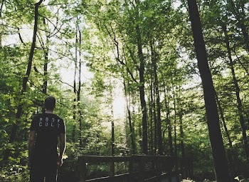 Man Standing on Forest Trees Near Small Bridge
