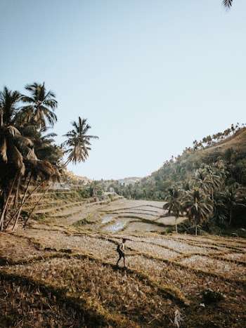 Man Standing on Rice Field