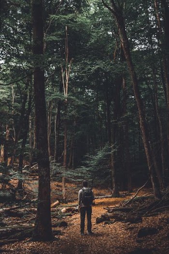 man standing surrounded with tall trees during daytime