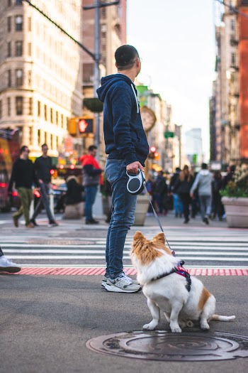 Man Standing While Holding Dog Leash Near Dog