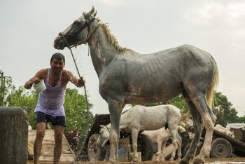Man Standing With Horse