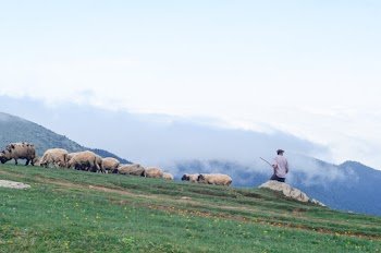 Man Surrounded by Sheep