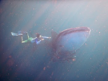 Man Swimming Underwater Together With Whale