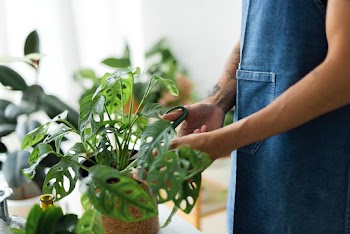 Man tending a potted plant at the shop | Free stock photo | High Resolution image